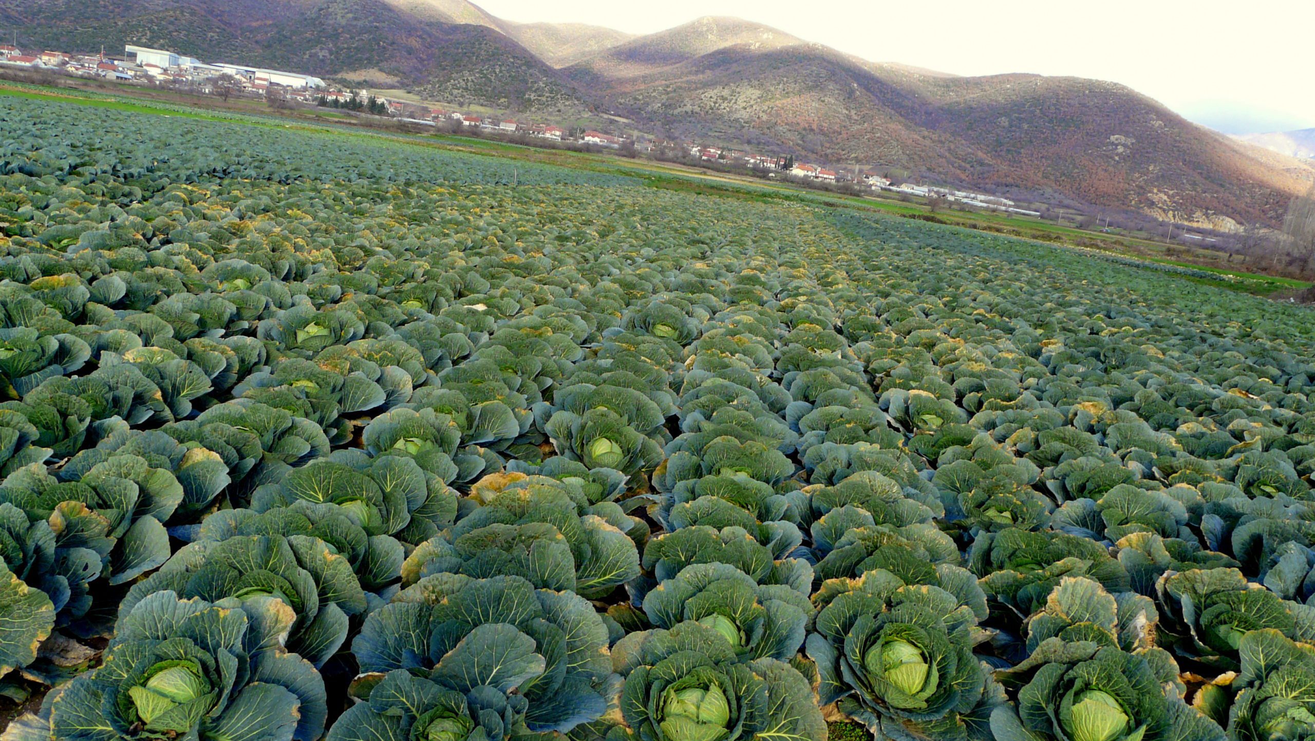 where-did-cabbage-originate-auscrops-au