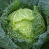 where do cabbage seeds come from