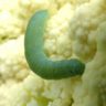 where do cabbage worms come from
