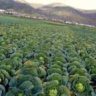 where does cabbage come from