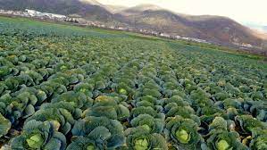 where does cabbage come from