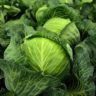 where does cabbage grow best