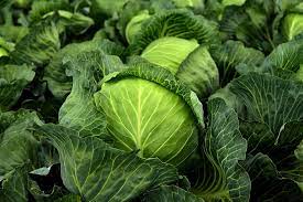where does cabbage grow best