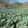 Where Does Cabbage Grow