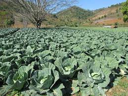 Where Does Cabbage Grow