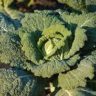 where does cabbage seeds come from