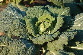 where does cabbage seeds come from