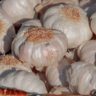 where does garlic grow in india