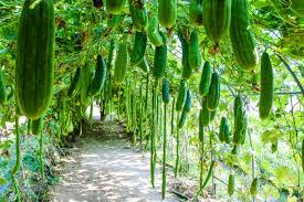 where does zucchini grow on the plant