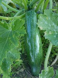 where does zucchini grow