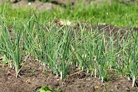 where garlic grows