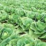 where is cabbage grown