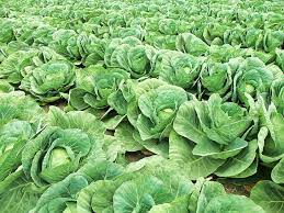 where is cabbage grown