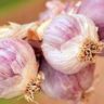 Where Is Garlic From