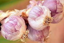 Where Is Garlic From