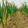 where to plant garlic