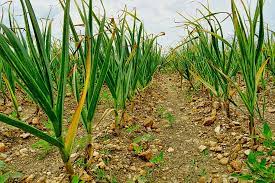 where to plant garlic