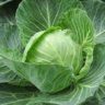 which cabbage has the most nutrients