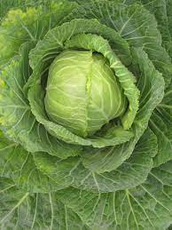 which cabbage is best for ulcers
