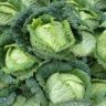 which cabbage is best for you