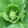 which cabbage is healthier