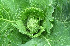 which cabbage is healthier