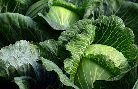 which cabbage is the best