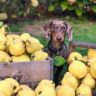 which fruits and vegetables are good for dogs