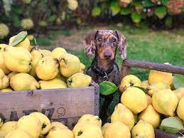 which fruits and vegetables are good for dogs