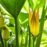 which zucchini flowers are male