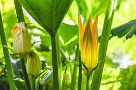 which zucchini flowers are male