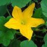 which zucchini flowers can you pick