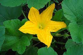 which zucchini flowers can you pick