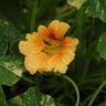 which zucchini flowers to pick