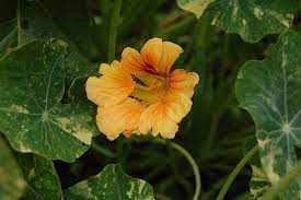 which zucchini flowers to pick