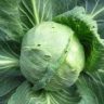 who eats cabbage
