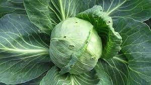 who eats cabbage