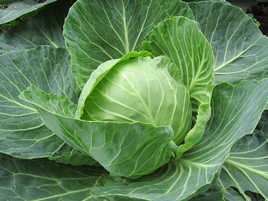 who invented cabbage
