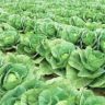 why cabbage causes gas