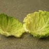 Why Cabbage For Engorged Breasts