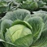 why cabbage for mastitis