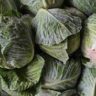 why cabbage is bad for you