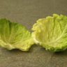 why cabbage leaves for breast engorgement