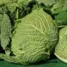 why cabbage soup is good for you