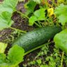 Why Is My Zucchini Plant Is Dying