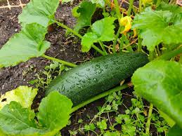 Why Is My Zucchini Plant Is Dying