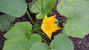 why is my zucchini rotting on vine