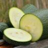 Why Is Zucchini Bitter