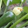 why my zucchini plant not growing