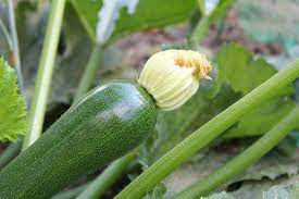 why my zucchini plant not growing